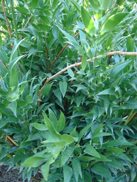 Danae racemosa P20